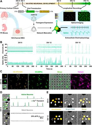 Spontaneous Activity Predicts Survival of Developing Cortical Neurons